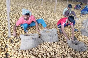 চট্টগ্রামে আলু চাষে লোকসানে কৃষকরা সঙ্কটে