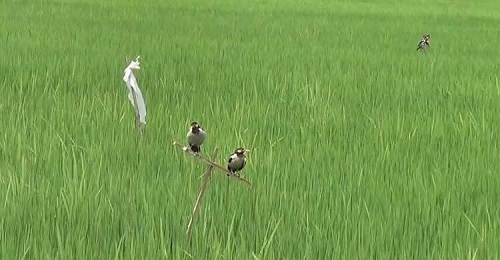 ধানক্ষেতে পোকা দমনে জনপ্রিয় হচ্ছে পরিবেশবান্ধব