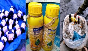 সুন্দরবনে বিষের থাবা: ভারতীয় কীটনাশকে শেষ হচ্ছে ম্যানগ্রোভ বনের প্রাণ ও প্রকৃতি