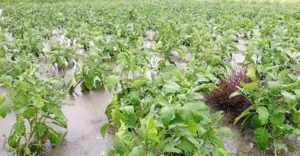 নভেম্বরের ভারি বৃষ্টিতে শীতের ফসল হুমকিতে