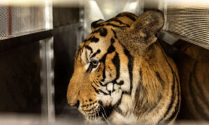 থাইল্যান্ডে রহস্যময় রোগে ৭২ বাঘের মৃত্যু