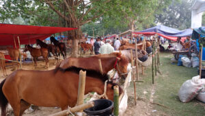 দিনাজপুরে ঐতিহ্যবাহী ঘোড়ার মেলা