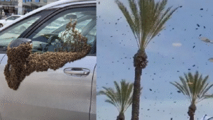 ইসরাইলের শহরে ঝাঁকে ঝাঁকে মৌমাছির হানা: আতঙ্ক, থেমে গেল বিমান