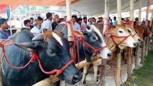 এবার কোরবানিযোগ্য গবাদিপশুর সংখ্যা ১ কোটি ২৩ লাখ ৩৩ হাজার