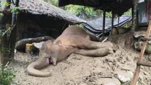 টেকনাফে পাহাড় থেকে পড়ে আহত বন্য হাতির মৃত্যু