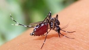 ডেঙ্গুতে মৃত্যু ছাড়াল ২০০